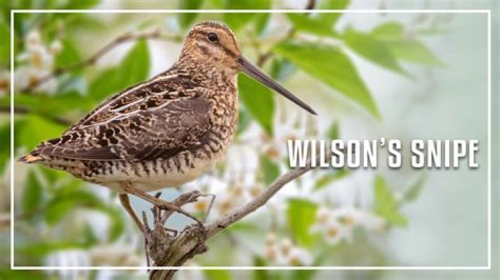 What was the birds about