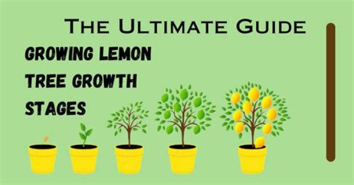 What zone do lemon trees grow