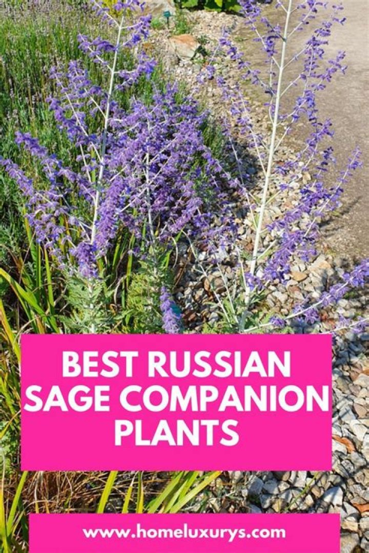 What zone is Russian sage