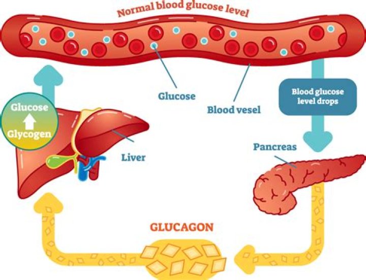 When blood glucose levels are high the liver releases glucagon