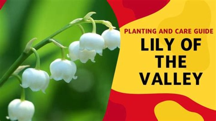 When can I transplant lily of the valley