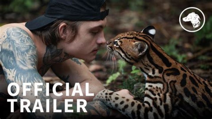 When did Forest River start making Wildcat trailers?