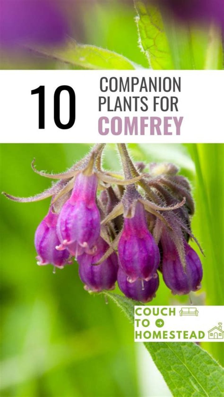 When should I plant comfrey