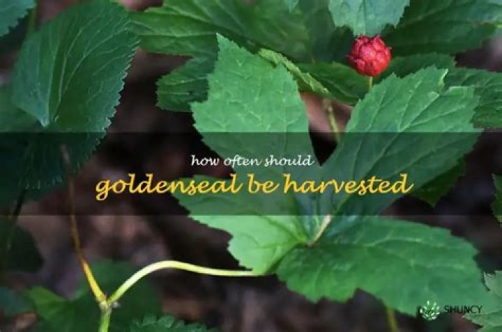 When should you harvest goldenseal