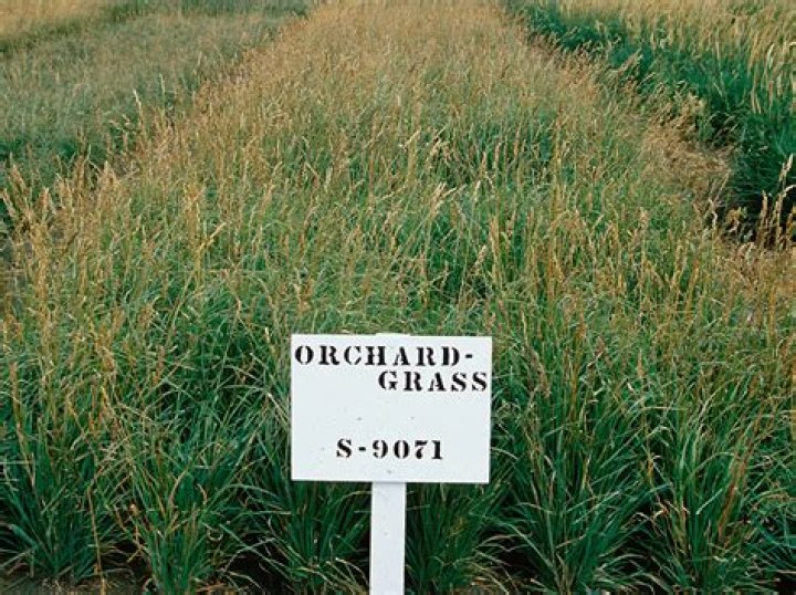 When should you plant orchard grass
