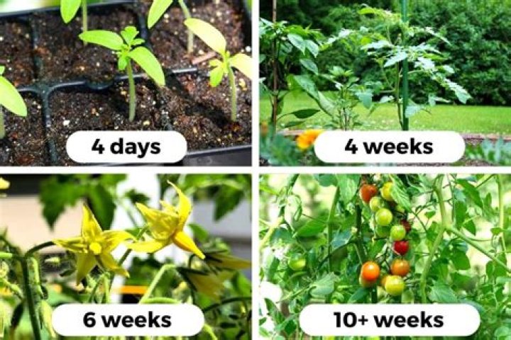 When should you start tomato seeds Zone 6