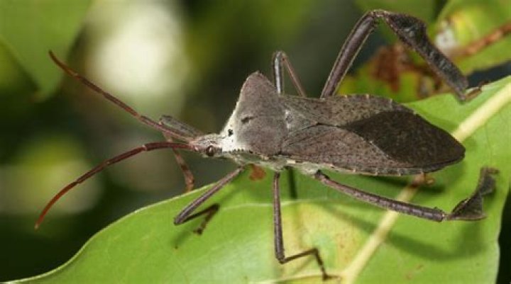 Where are leaf footed bugs found