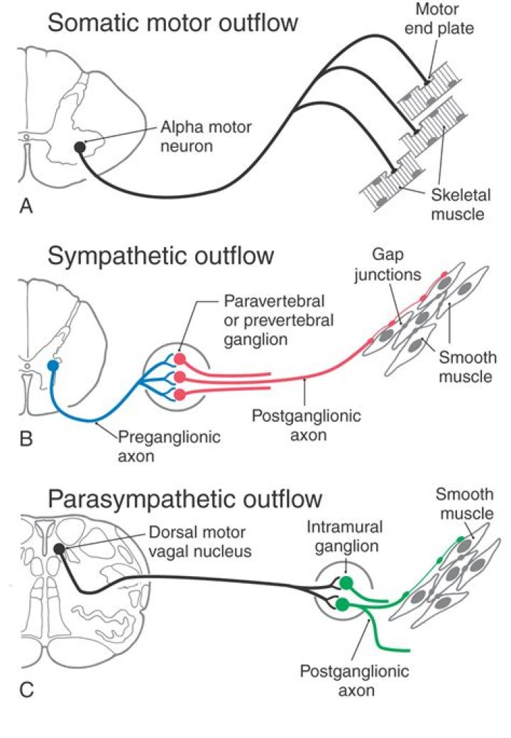 Where are visceral motor neurons located