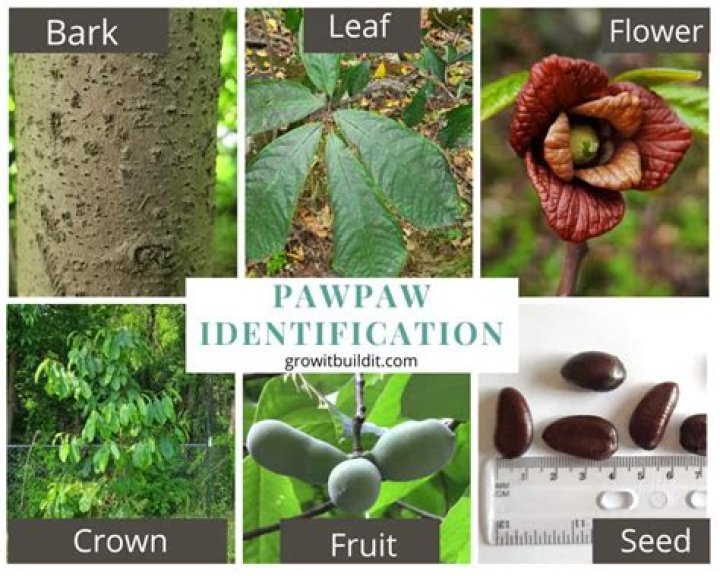 Where can I find pawpaw fruit