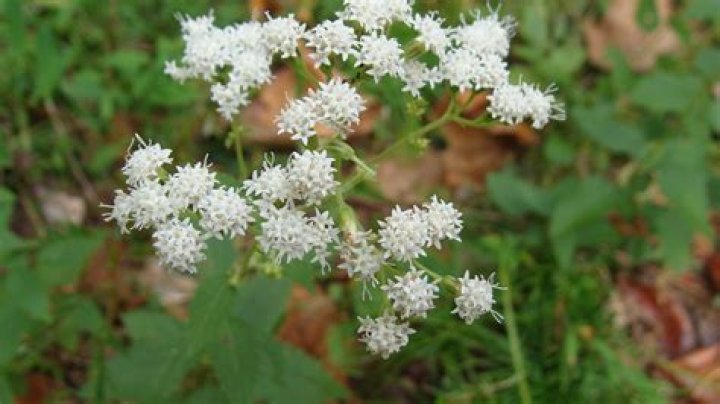 Where can I find white snakeroot