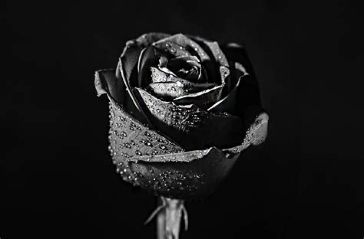 Where do black roses come from