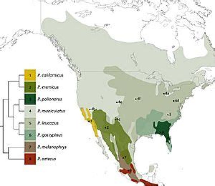 Where do deer mice live