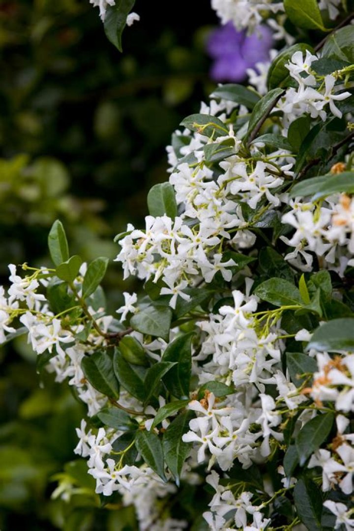 Where do Solanum jasminoides grow