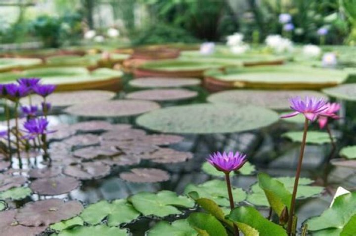 Where do water lilies grow naturally
