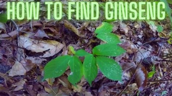 Where do you find wild ginseng