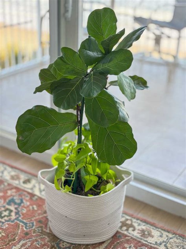 Where do you put a fiddle leaf fig tree