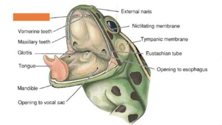 Where does the Eustachian tube lead to in a frog