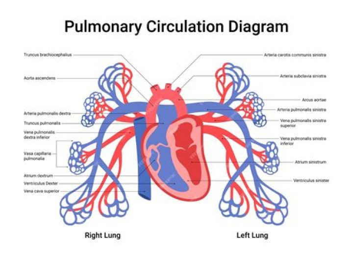 Which are involved directly in pulmonary circulation