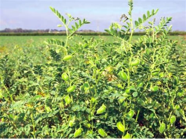 Which state is largest producer of Gram