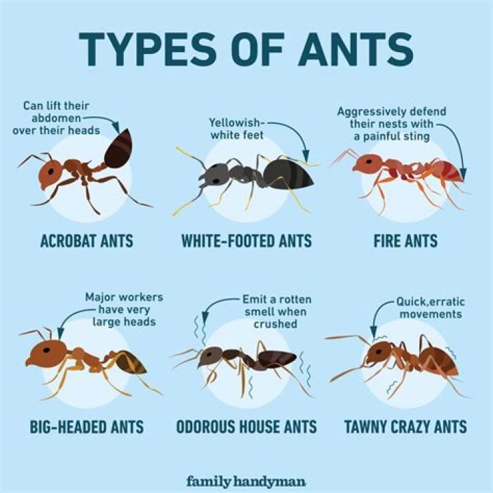 White ants - How To Discuss