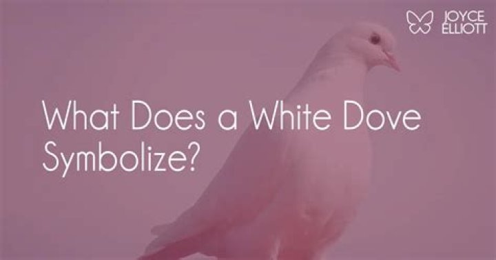 White dove bird - How To Discuss