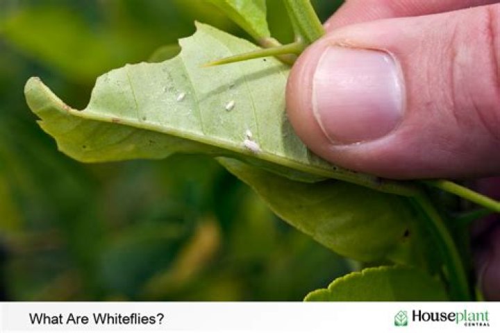 Whiteflies on plants - How To Discuss