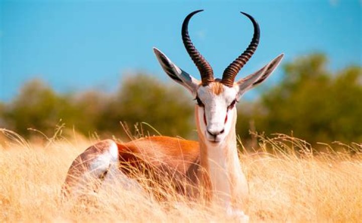 Who is Ewing Klipspringer