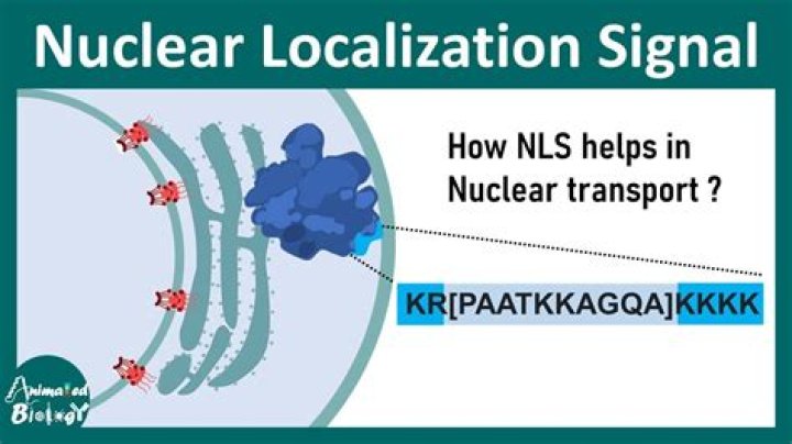 Why are nuclear localization signals not cleaved