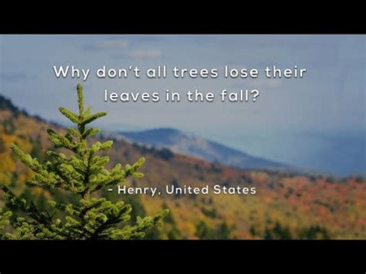 Why do deciduous trees lose their leaves in the fall