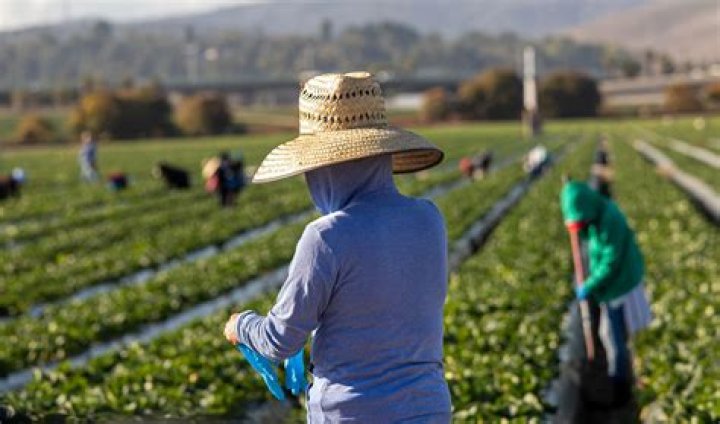 Why do farmworkers wear sweatshirts?