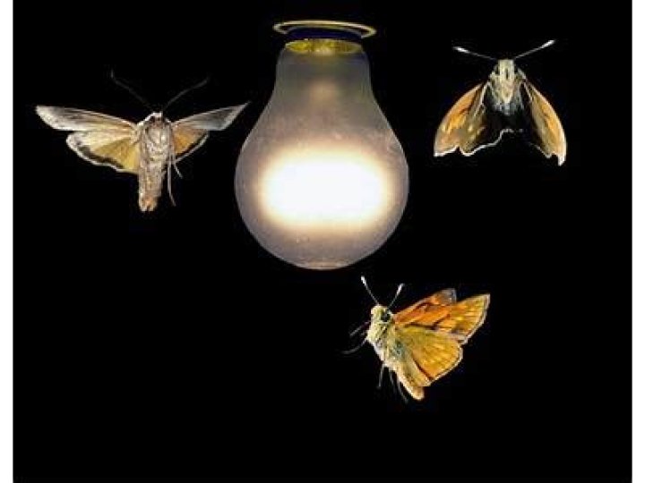 Why do moths fly into light