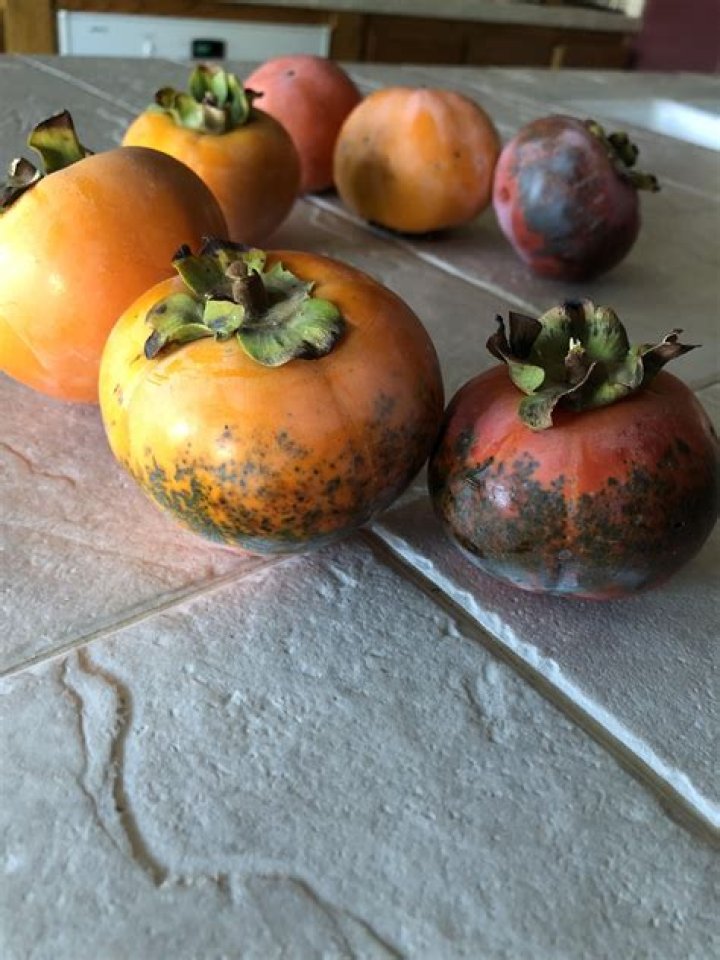 Why do my persimmons have black spots