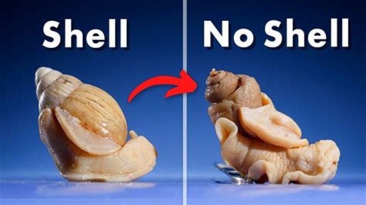 Why do snails not come out of their shells?