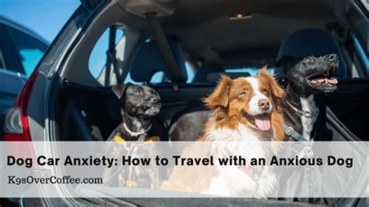 Why does my dog get anxious in the car