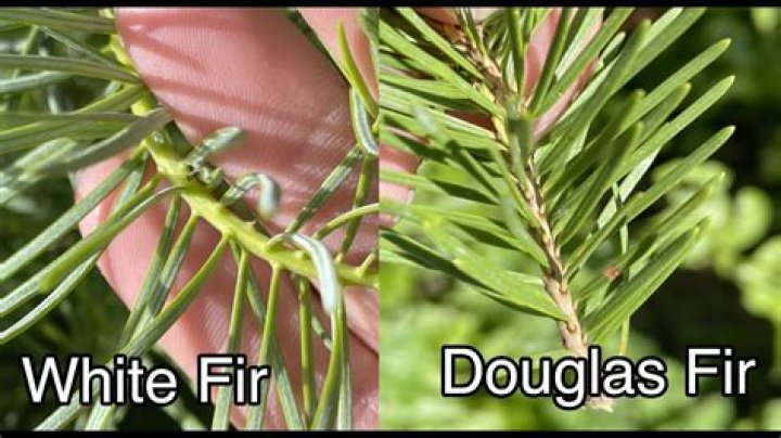 Why is Douglas fir not a true fir
