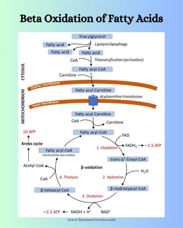 Why is fatty acid oxidation called beta oxidation