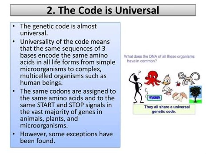 Why is the genetic code unambiguous
