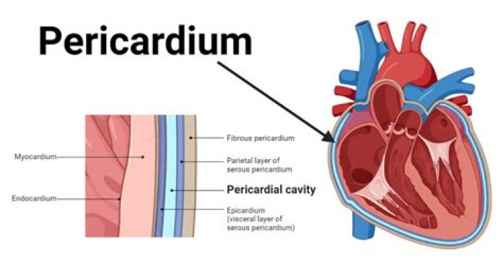 Why is the pericardium tough