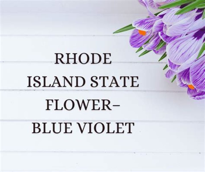 Why is the violet the state flower of Rhode Island