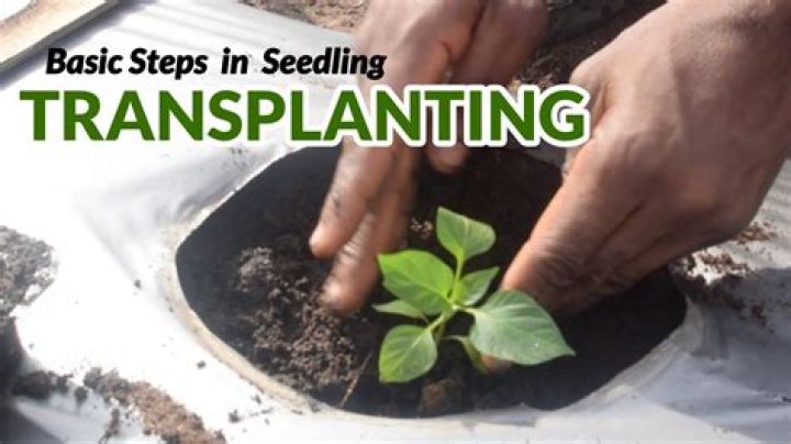 Why transplanting is done in the evening