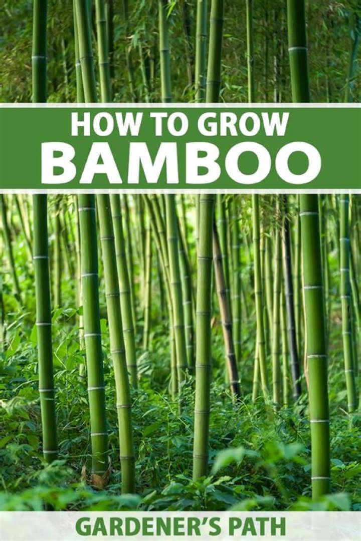 Why you shouldnt plant bamboo in your yard