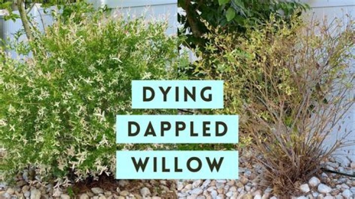 Will dappled willow grow in shade