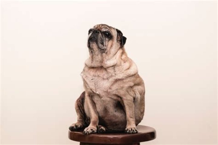 Will Dogs Eat Themselves To Death