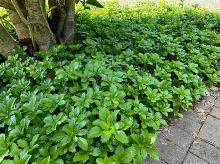 Will pachysandra kill other plants
