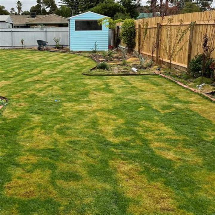 Will scalped Bermuda grow back